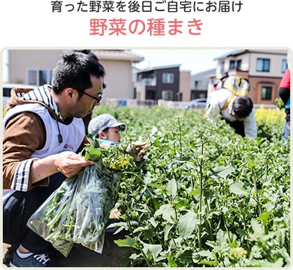 野菜の種まき