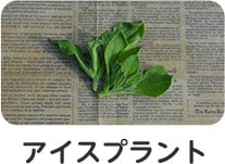 アイスプラント